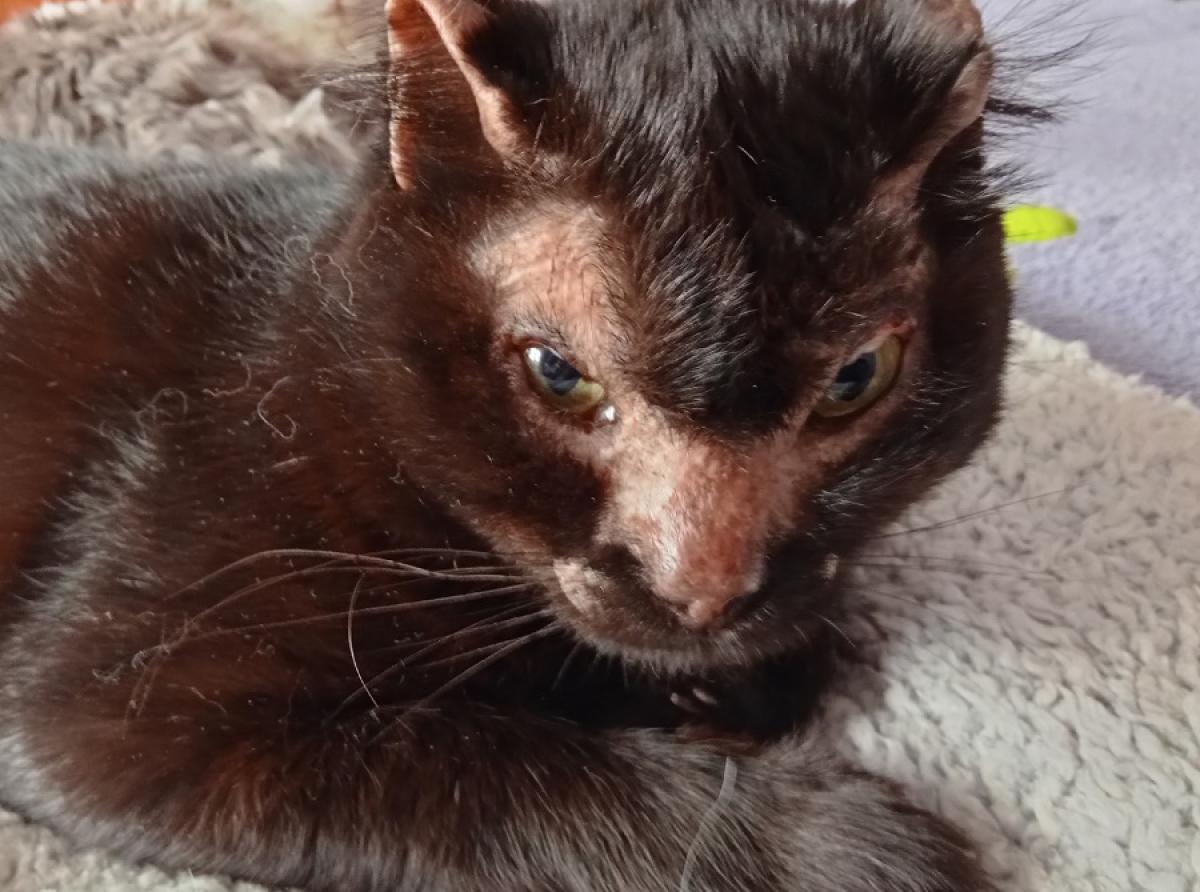 In the Urals, veterinarians treated a cat injured in a fire and found a home for it